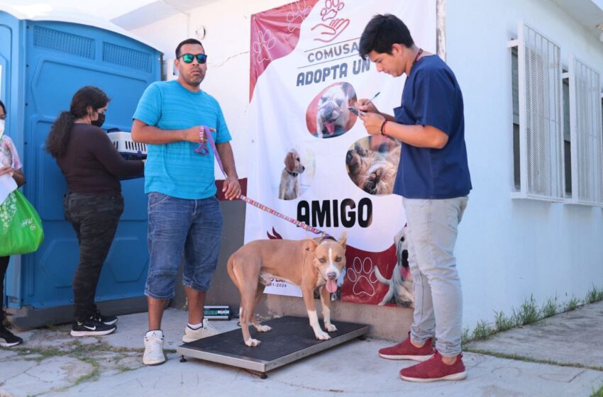  FINALIZA CAMPAÑA GRATUITA PARA ESTERILIZAR A MÁS DE 200 MASCOTAS