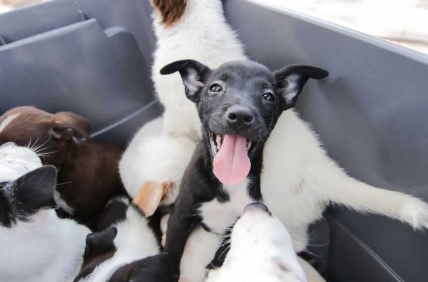  PREPARA COMUSA FERIA DE ADOPCIONES DE MASCOTAS