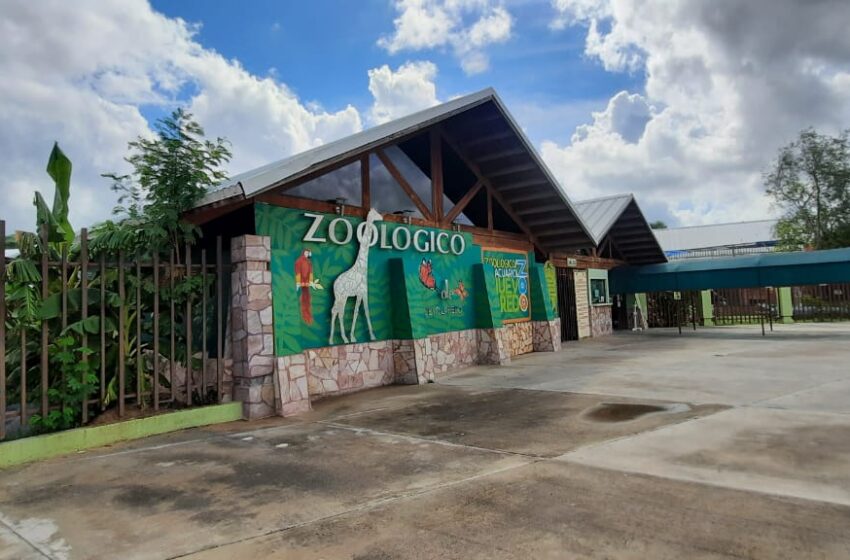  LLEGARÁN CANGUROS AL ZOOLÓGICO DE NUEVO LAREDO