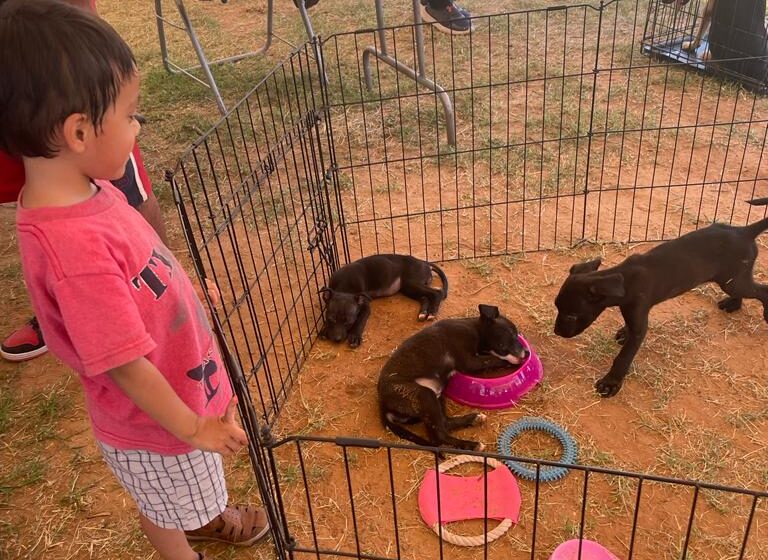  FERIA DE ADOPCIÓN BRINDA HOGAR A 14 MASCOTAS RESCATADAS