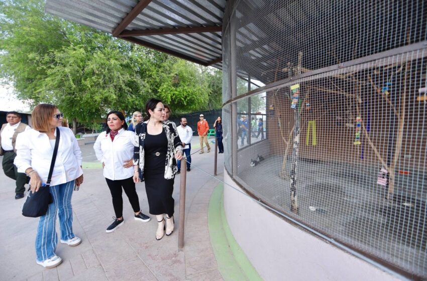  INVITA ALCALDESA CARMEN LILIA A CONOCER LOS CANGUROS Y CISNES QUE LLEGARON AL ZOOLÓGICO