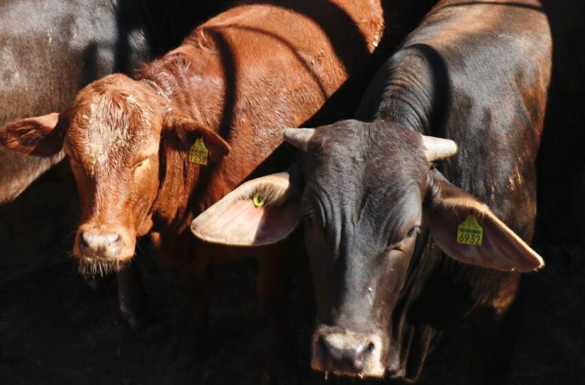  INCREMENTA CONSUMO DE CARNE LOCAL EN NUEVO LAREDO, GRACIAS A CAMPAÑA DE PROMOCIÓN