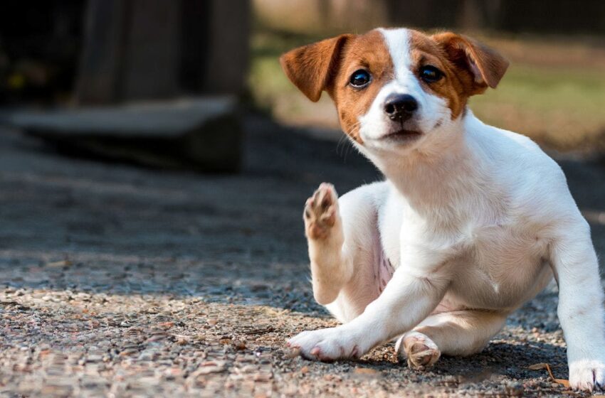  CUÍDENSE DE LAS GARRAPATAS