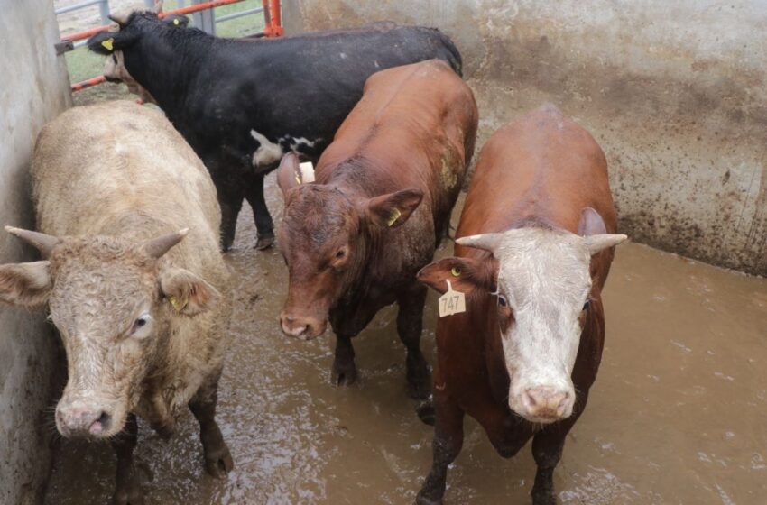  POR TEMPORADA DECEMBRINA AUMENTA DEMANDA EN EL RASTRO MUNICIPAL