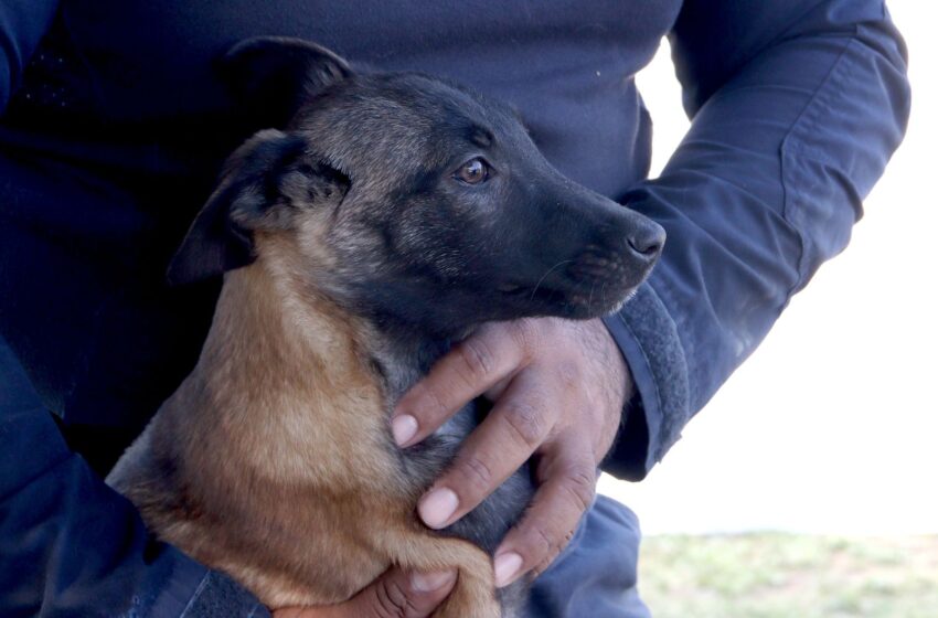  Guardia Estatal entrena a futuros integrantes de la Unidad Canina