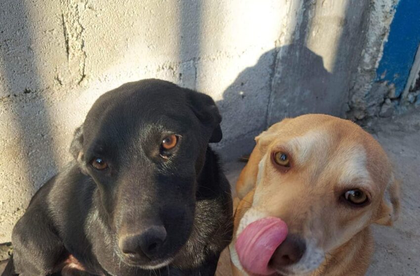  CUENTA ALBERGUE MUNICIPAL CON 15 MASCOTAS RESCATADAS LISTAS PARA SER ADOPTADAS