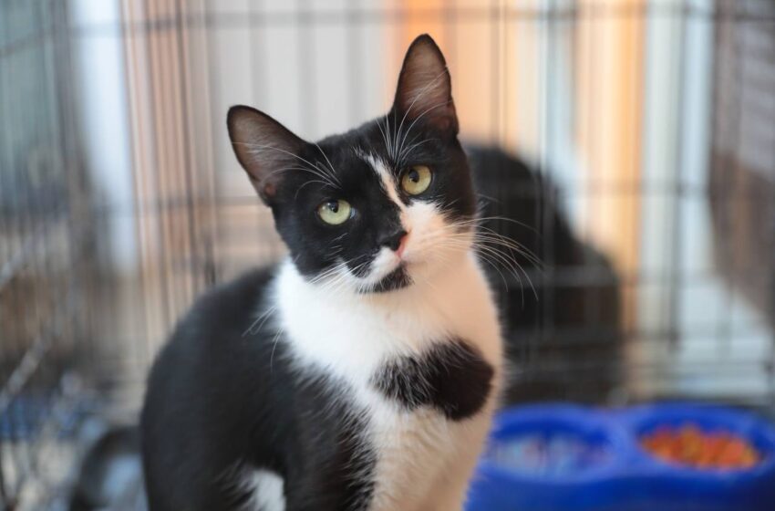  HABRÁ SEGUNDA FERIA DE LA ADOPCIÓN DEL REFUGIO ANIMAL