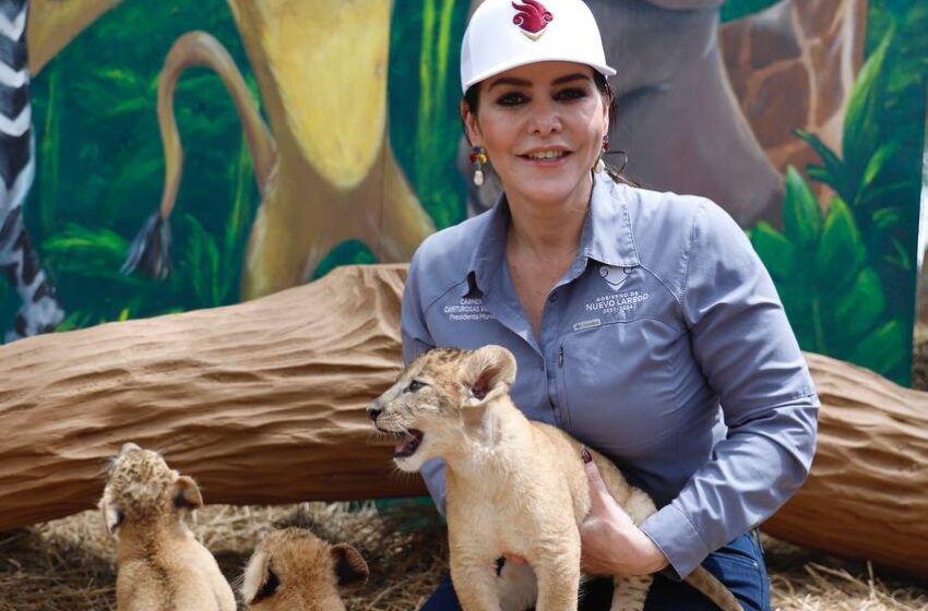  NACEN TRES CRÍAS DE LEÓN AFRICANO EN EL ZOOLÓGICO