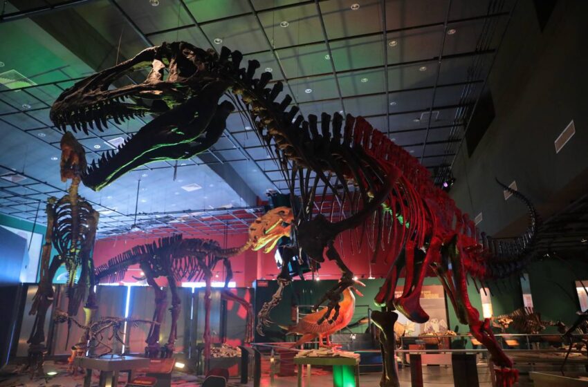  INVITAN A POBLACIÓN A CONOCER EL MUSEO DE HISTORIA NATURAL