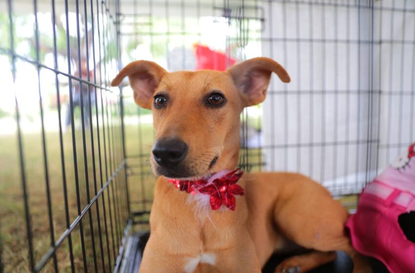  ¡Adopta un Amigo de Cuatro Patas en la Feria Especial de Adopción Canina!