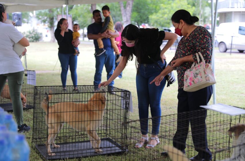  No te pierdas la Feria de Adopción Canina y Felina este domingo 7 de abril
